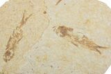 Fossil Fish (Knightia) Mortality Plate - Wyoming #375400-1
